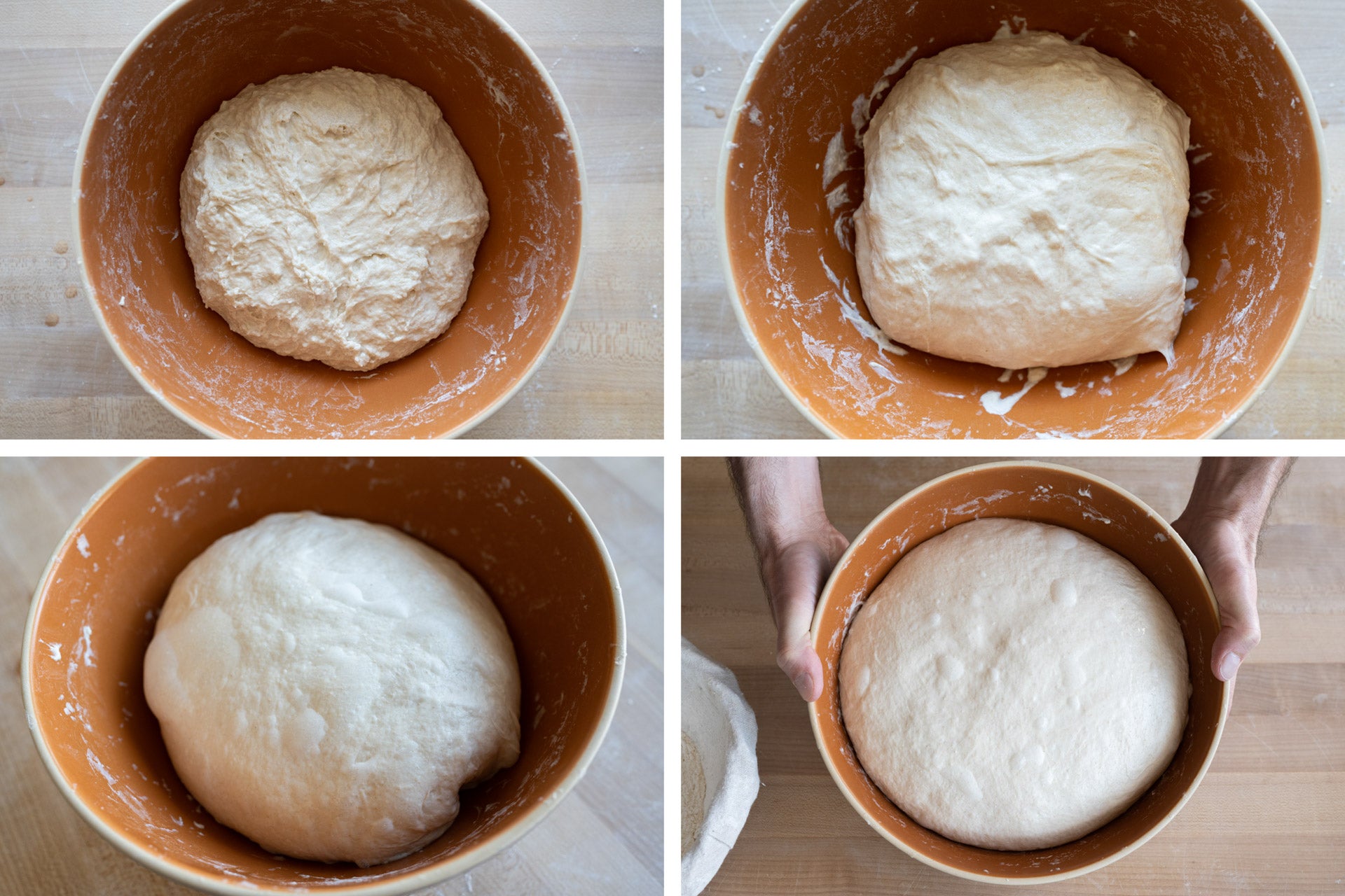Fermentation in a bread dough
