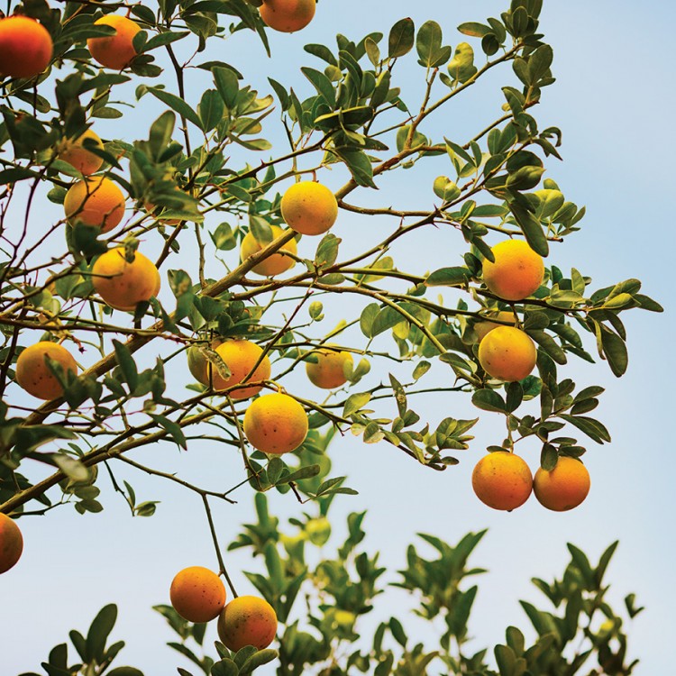 sift_orange-grove