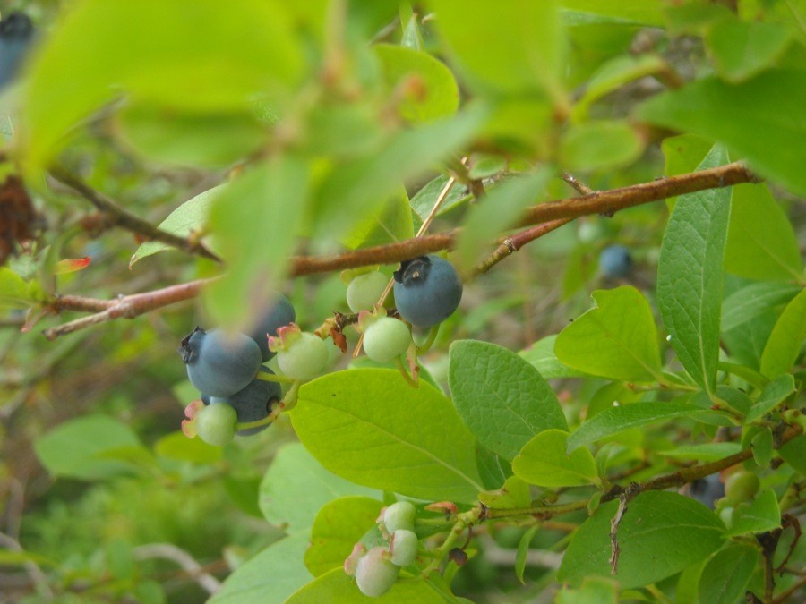 wild blueberry pie  via@kingarthurflour