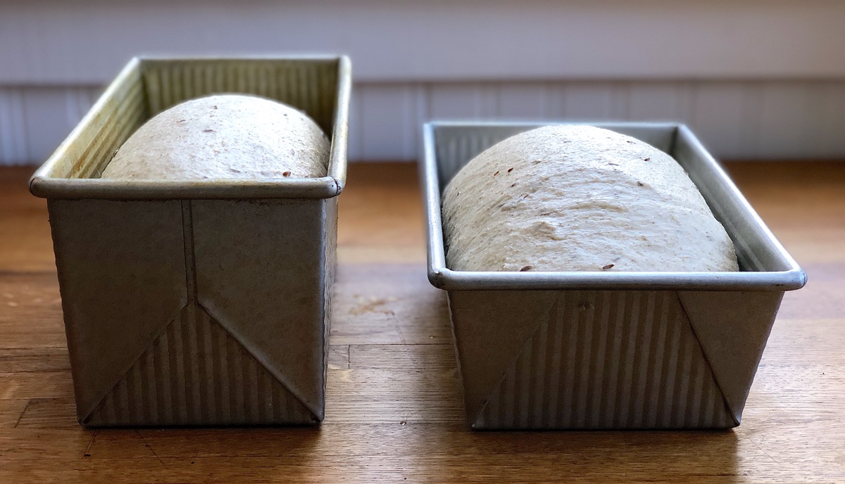 Two loaves of rye bread rising in pans side by side