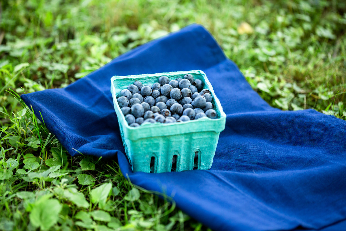 A pint of freshly picked blueberries on the grass with a blue linen