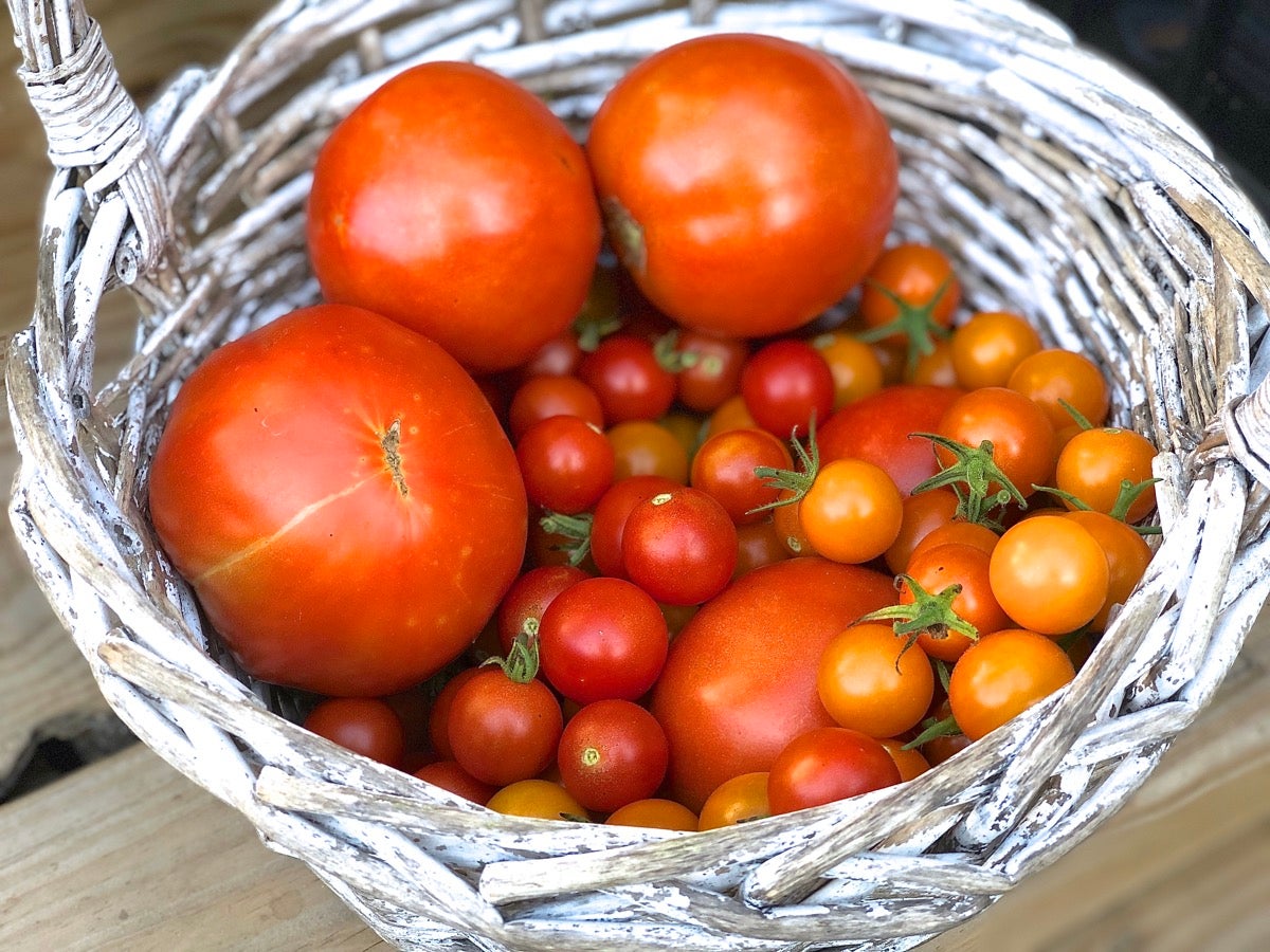 A basket of just-picked full-size and cherry tomatoes.