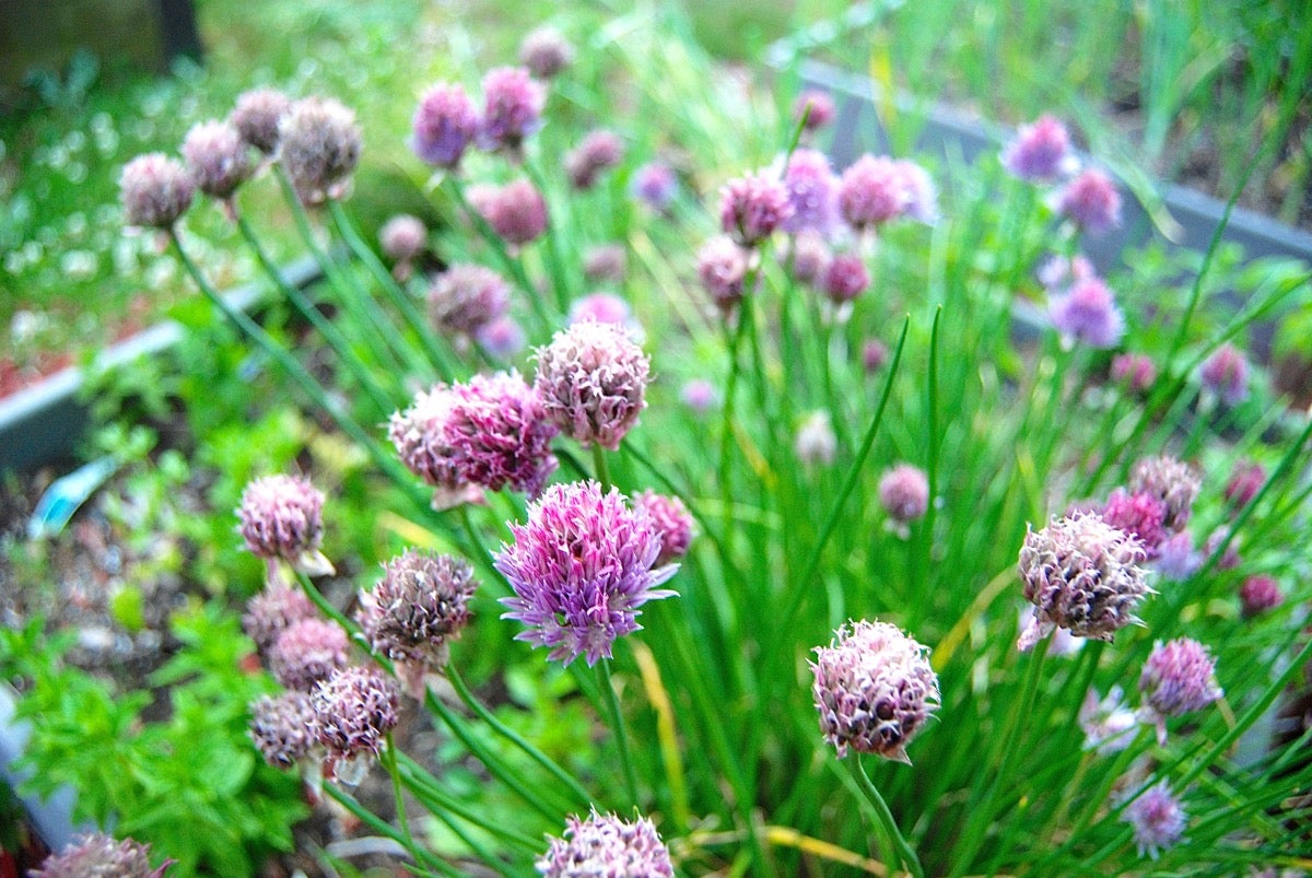 Chives and their purple blossoms growing in a garden.