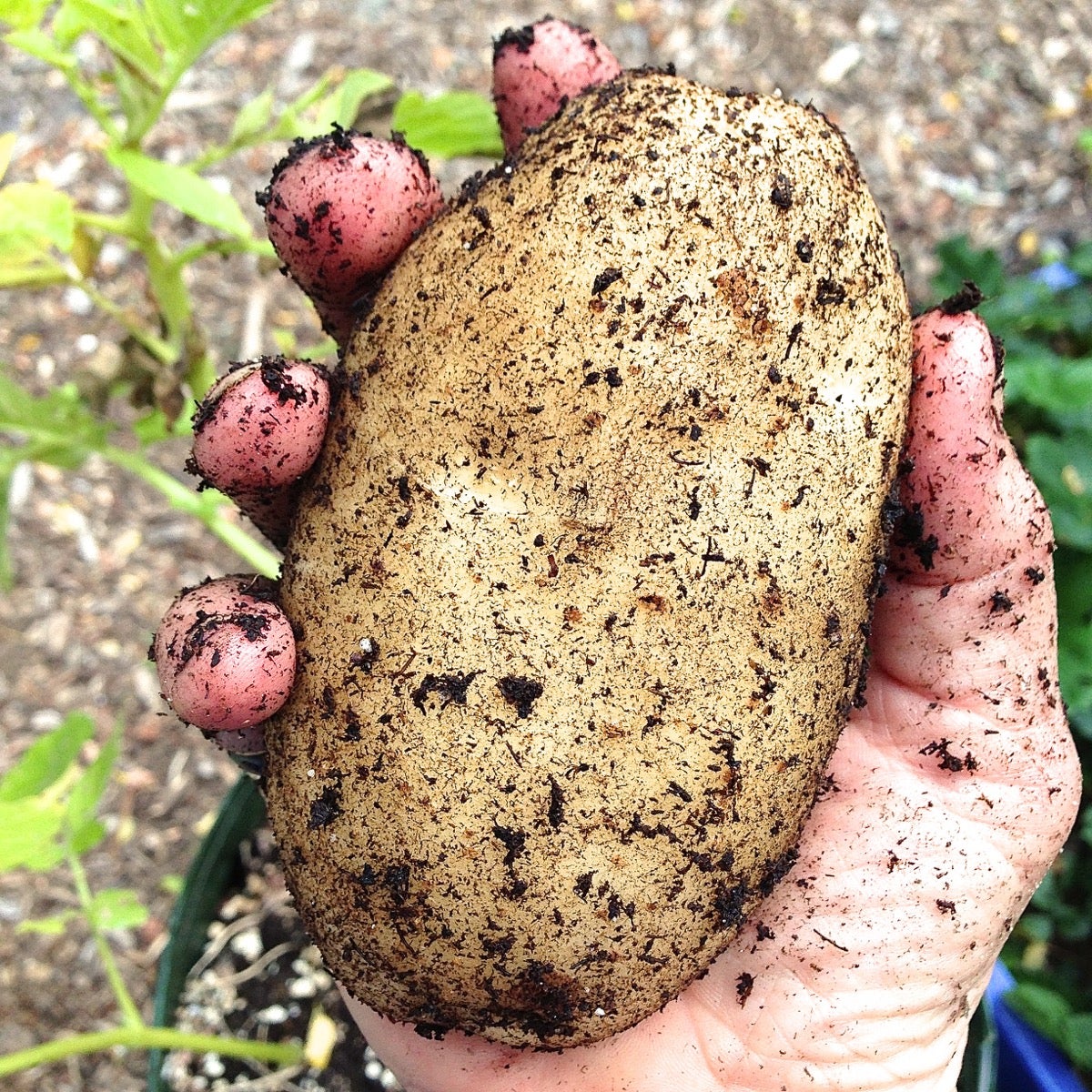 Hand holding just-harvested potato, still covered in dirt.