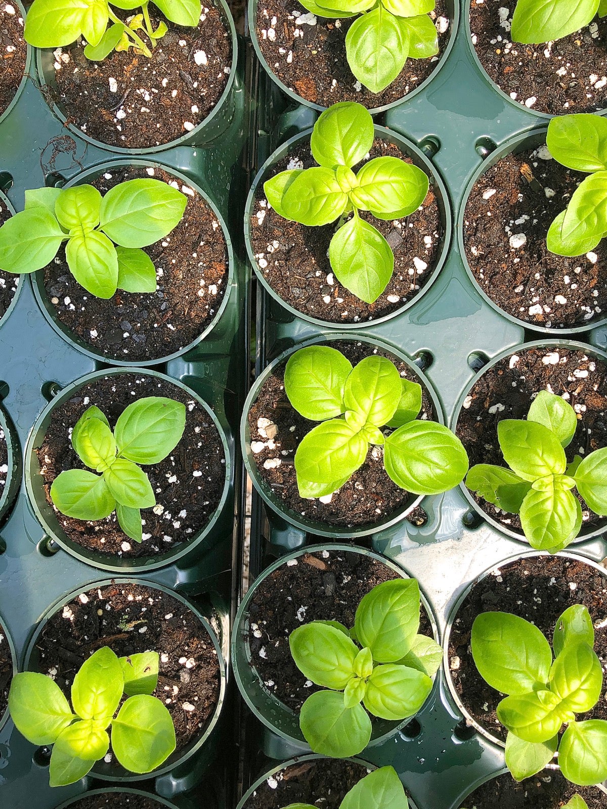 Basil seedlings in pots, ready to replant outdoors.