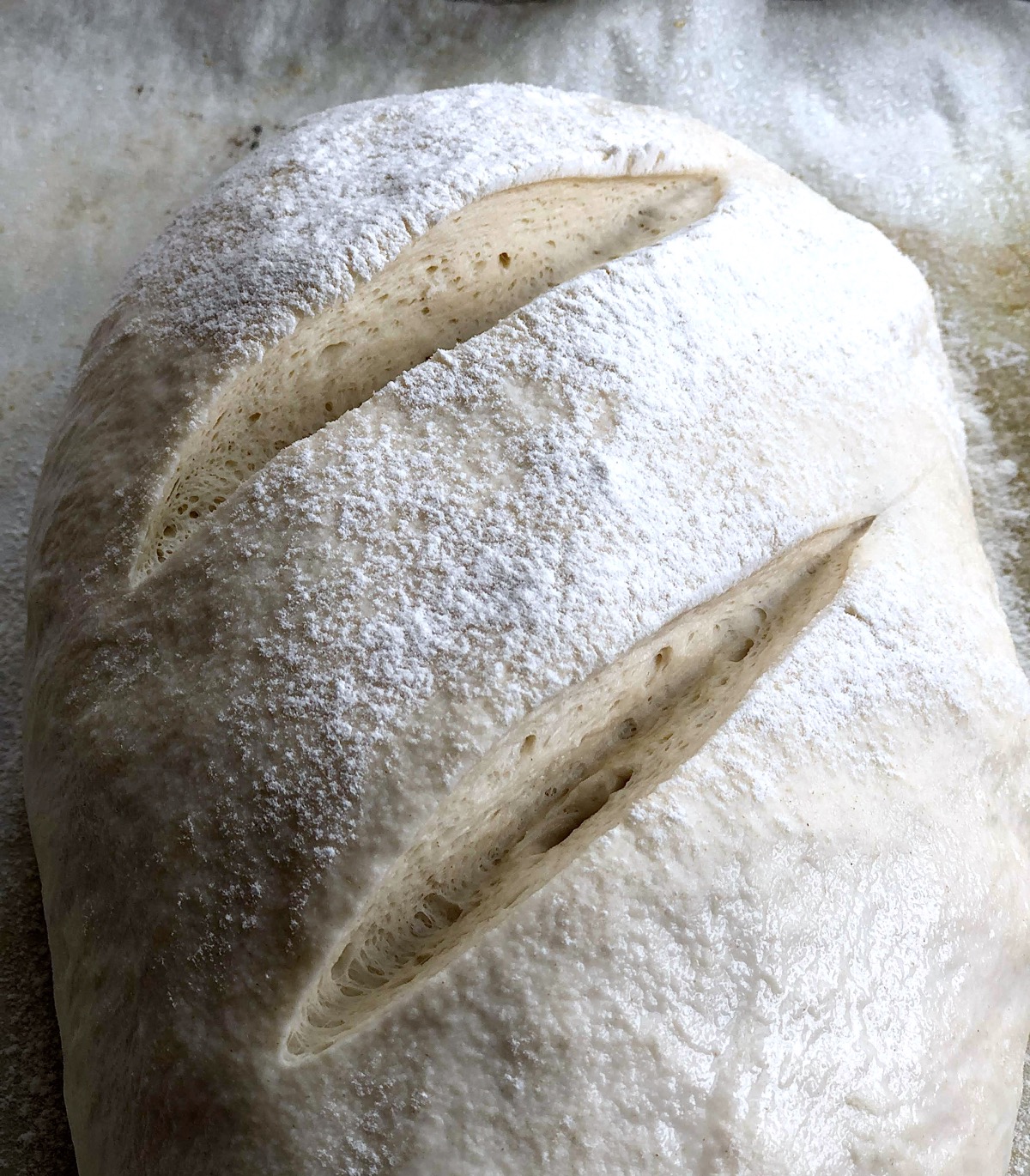 Loaf of risen sourdough bread slashed deeply, ready to go into the oven.