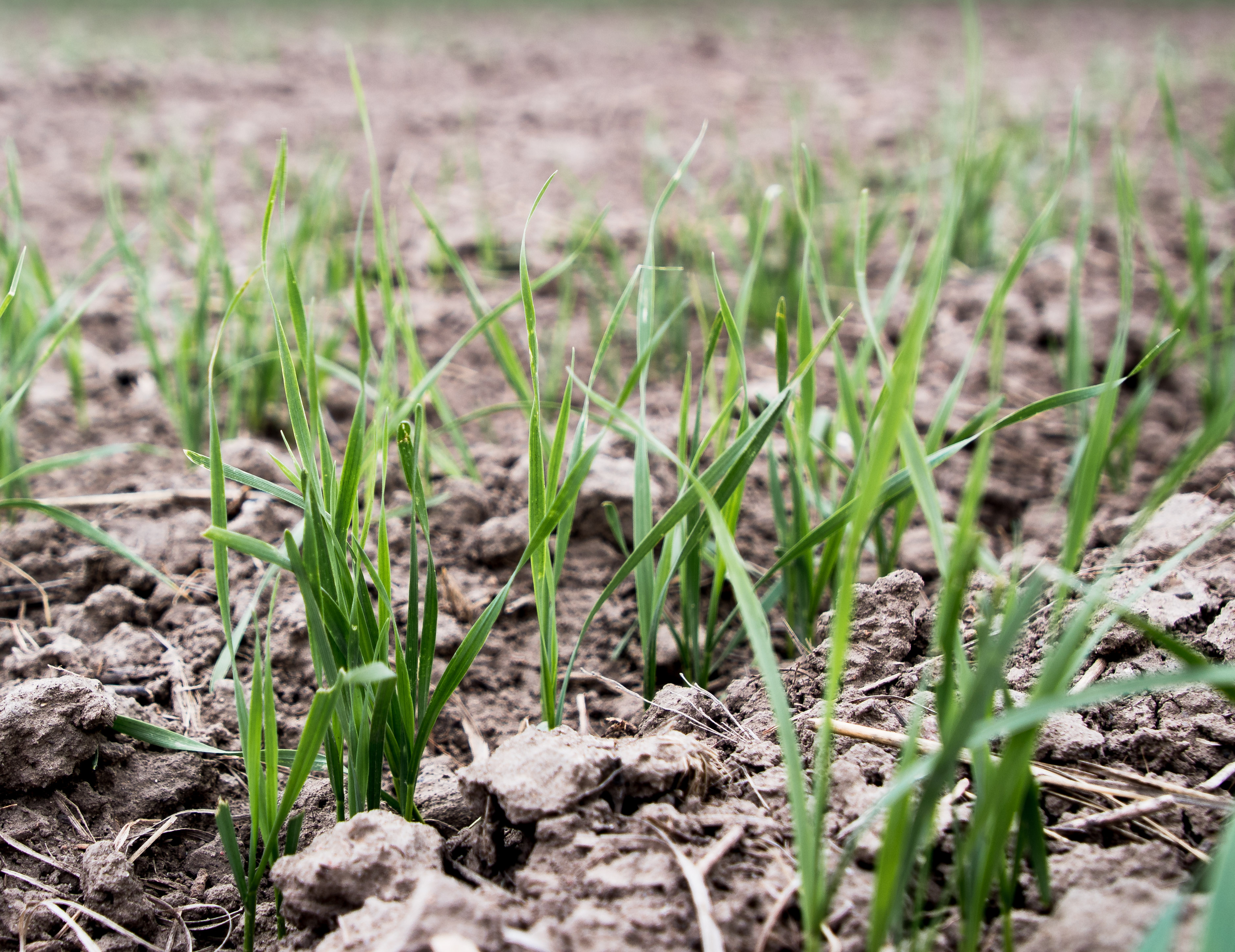 Young white winter wheat shoots emerge in Kansas