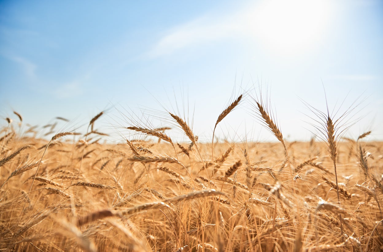 Field of organic wheat 
