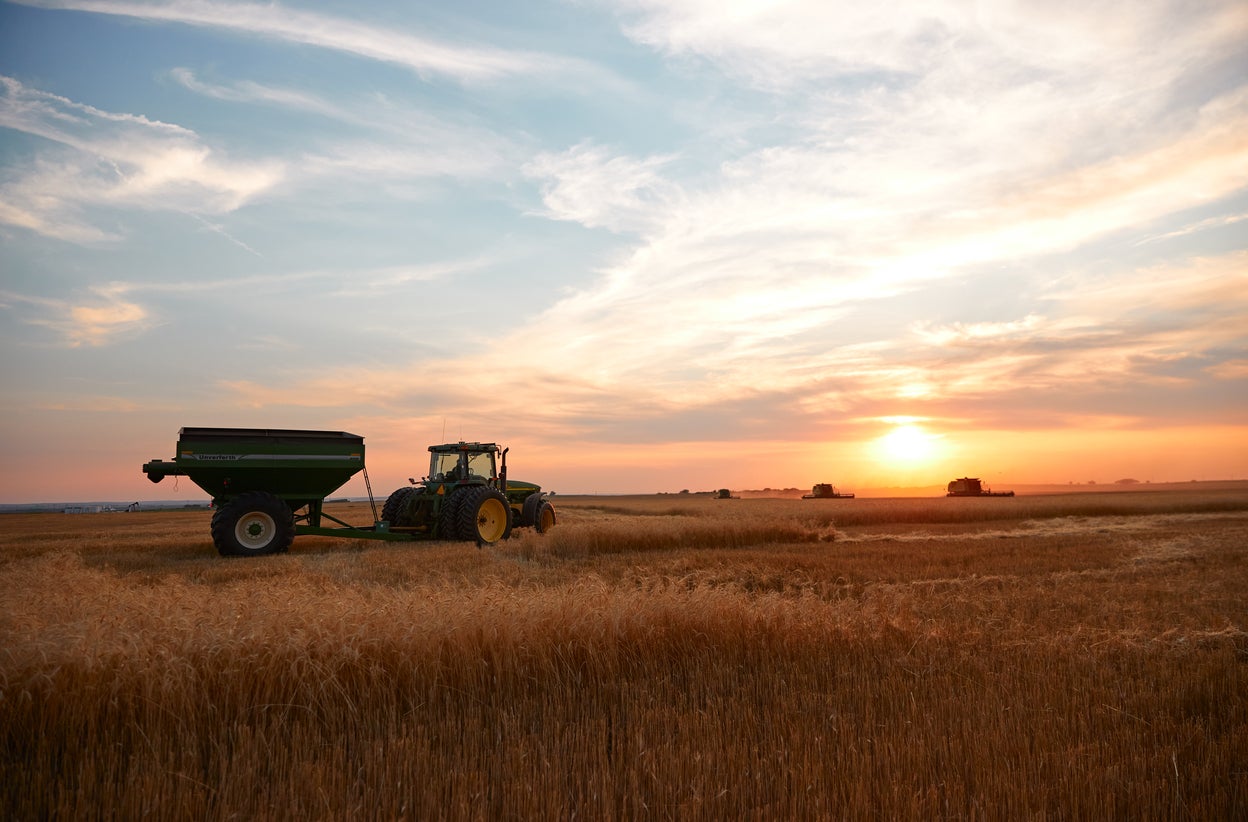 Harvesting wheat at sunset